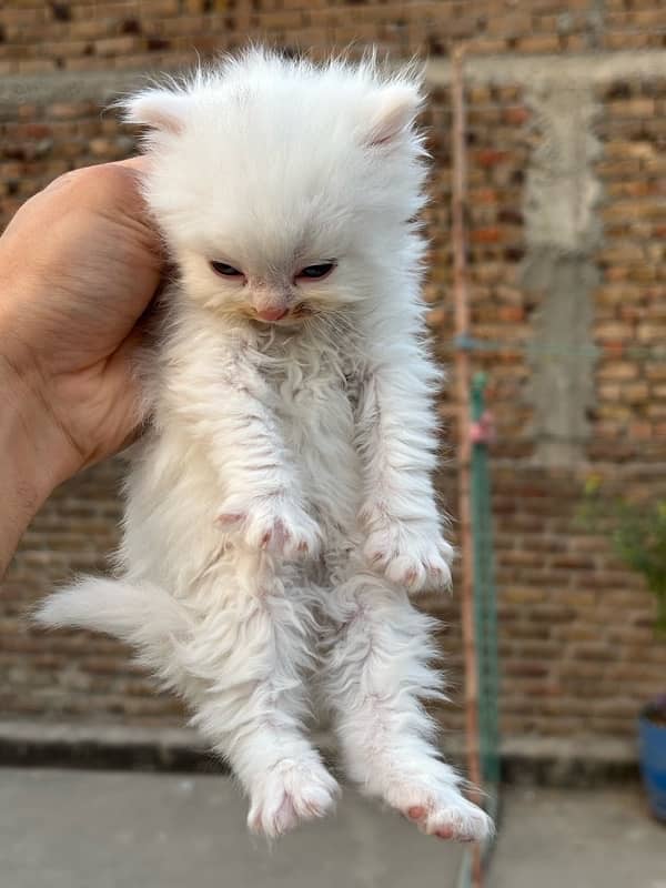 male persian kitten 40 days 2