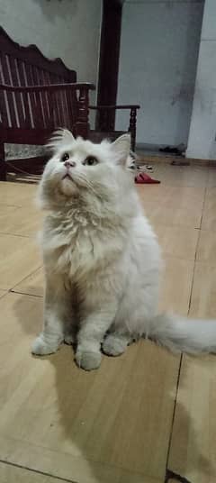 Persian cat beautiful 11 month age