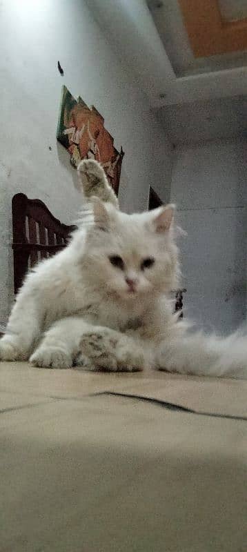 Persian cat beautiful 11 month age 1