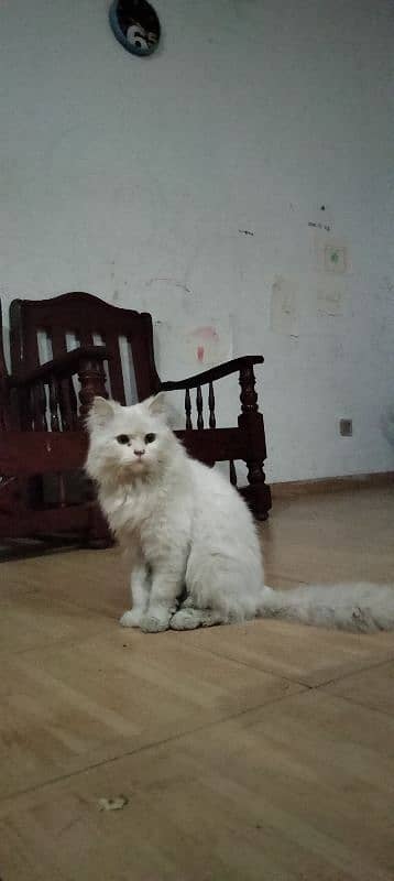 Persian cat beautiful 11 month age 2