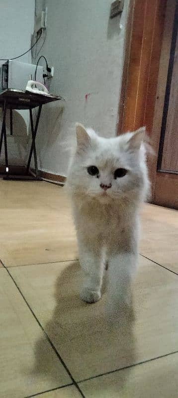 Persian cat beautiful 11 month age 3