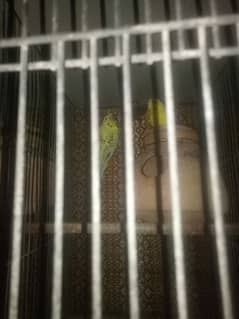 Australian budgies and cage