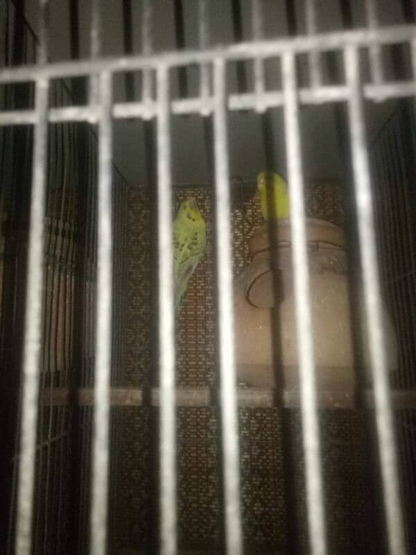 Australian budgies 1