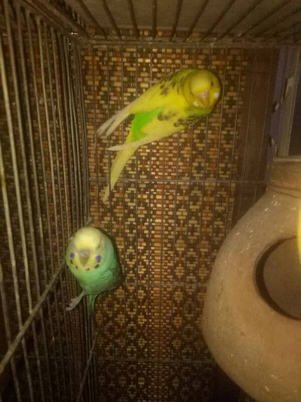 Australian budgies 8