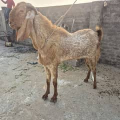 bakra