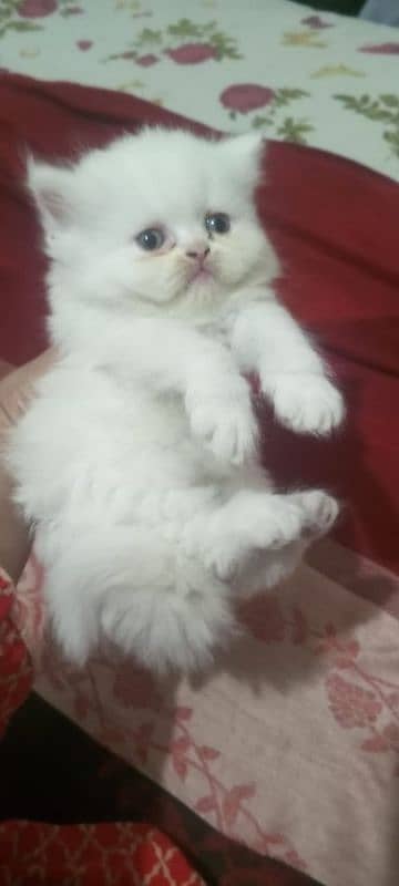 Fluffy punch face Persian kittens 03338414246 0