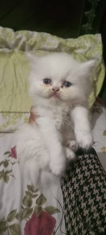 Fluffy punch face Persian kittens 03338414246 1