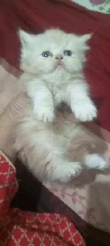 Fluffy punch face Persian kittens 03338414246 3