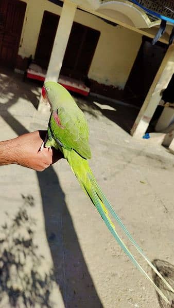 Raw parrot; Toota; Parrot; Raw; Mithu; kashmiri; Raw Totta 1