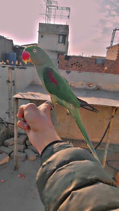 03125566001 Raw parrot; Toota; Parrot; Raw; Mithu; Raw Totta