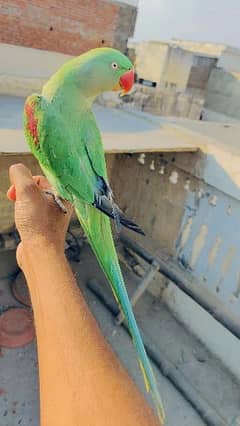 03125566001 Raw parrot; Toota; Parrot; Raw; Mithu; Raw Totta