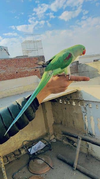 Raw parrot; Toota; Parrot; Raw; Mithu; kashmiri; Raw Totta 4