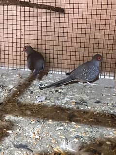 DIAMOND DOVE PAIR AVAILABLE.