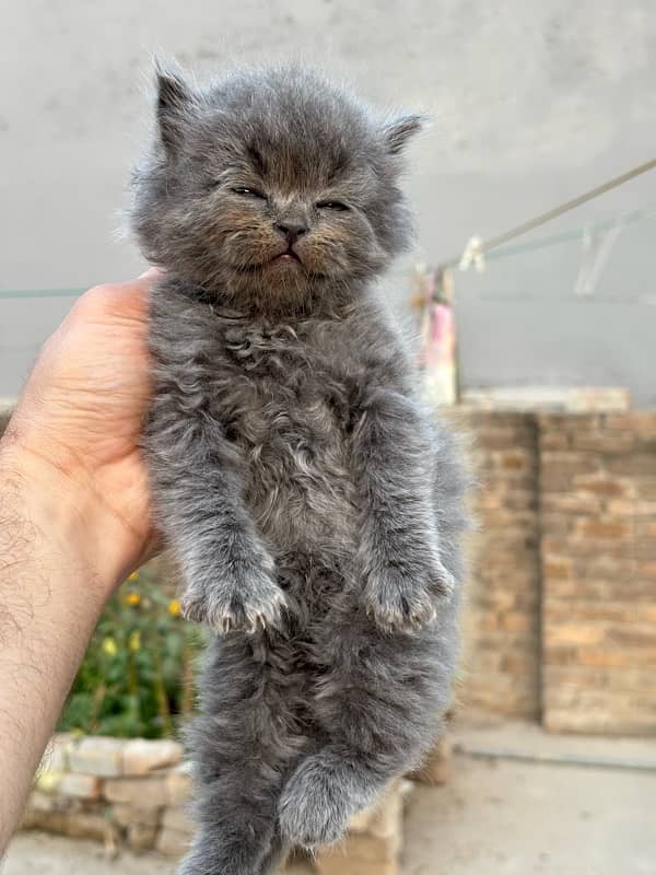 male persian kitten 40 days 3