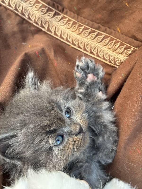 male persian kitten 40 days 4