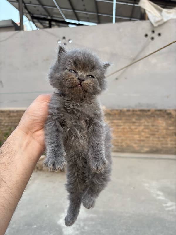 male persian kitten 40 days 5