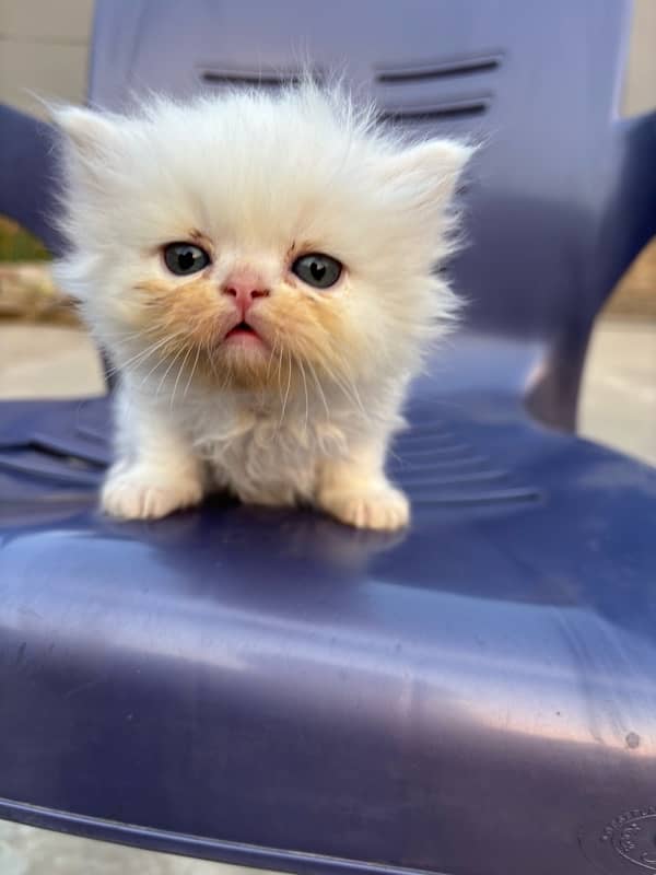 male persian kitten 40 days 7