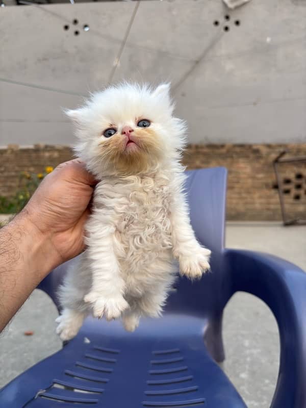 male persian kitten 40 days 11