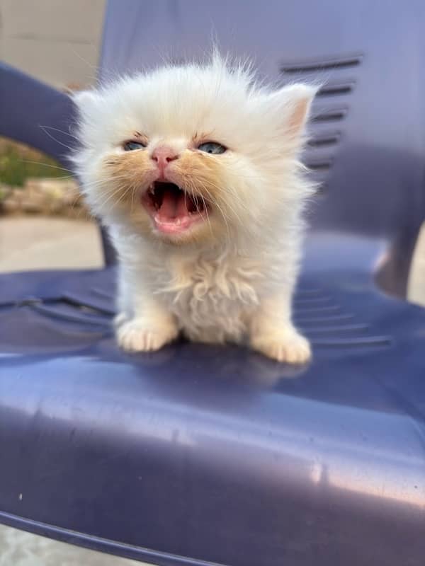 male persian kitten 40 days 12