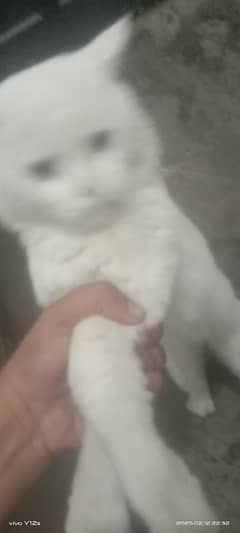 Persian male 1.5 age full active