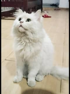 Persian Cat | Shoulder Cat | Beautiful Healthy Active Cat