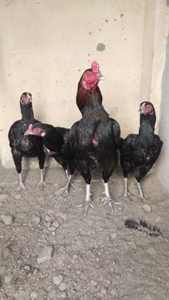 Aseel Mianwali thai cross Black hen Black legs