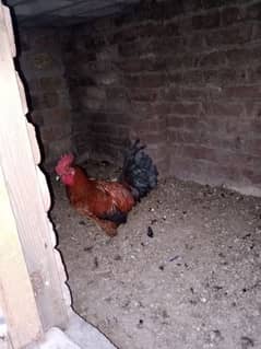 desi rooster available price 2500 final delivery not available