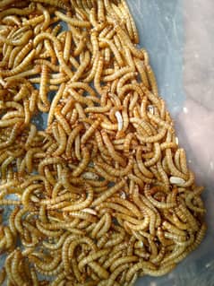 Meal worms