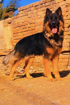 German shepherd all dog available for sale