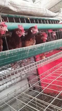 Egg laying lohman brown Hns for Sale chakwal