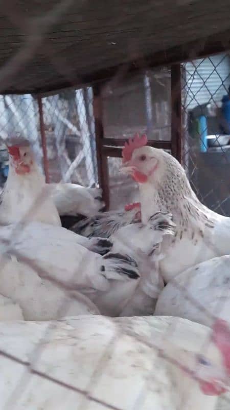 Egg laying lohman brown Hns for Sale chakwal 1