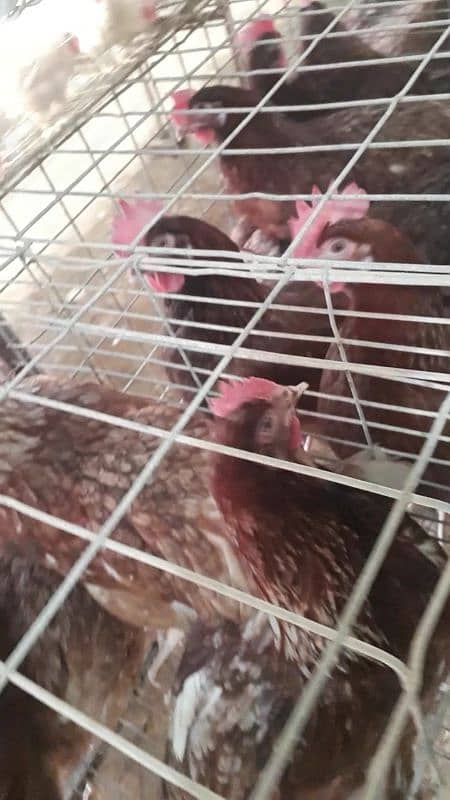 Egg laying lohman brown Hns for Sale chakwal 2