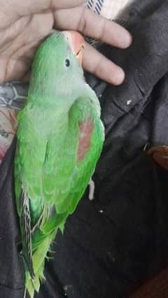 raw parrot for sale male female nai confirm hand tame hai