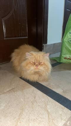 Persian punch face triple coat