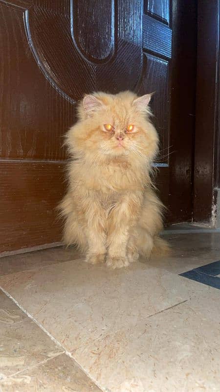 Persian punch face triple coat 1