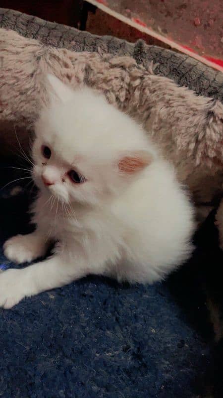 Persian kittens triple coated 0