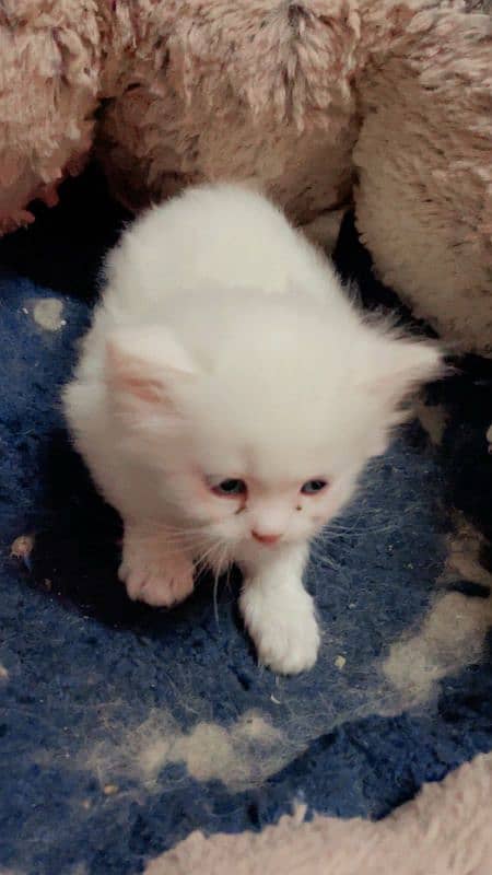 Persian kittens triple coated 1