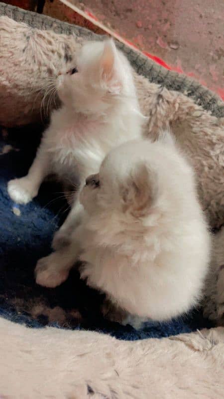 Persian kittens triple coated 2