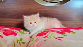 Persian punch face female kittens