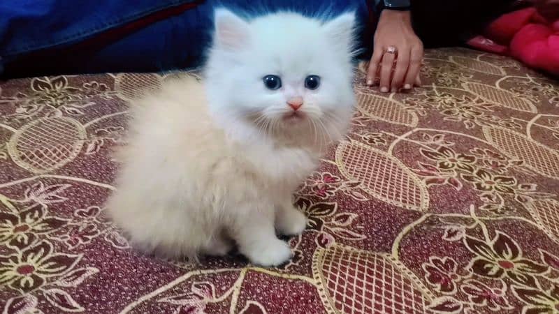 Persian punch face female kittens 10