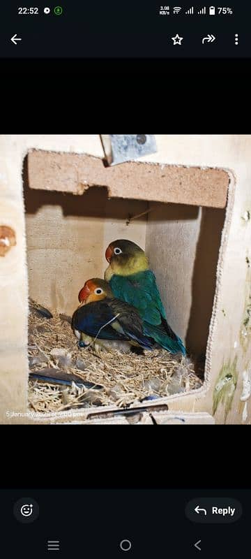 par blue love bird breeder pair for sale 0