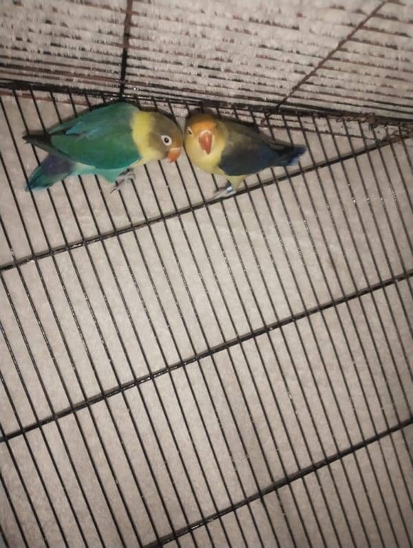 par blue love bird breeder pair for sale 1