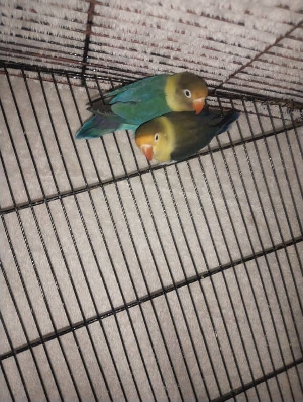 par blue love bird breeder pair for sale 2