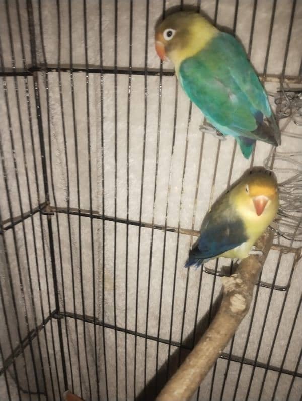 par blue love bird breeder pair for sale 3