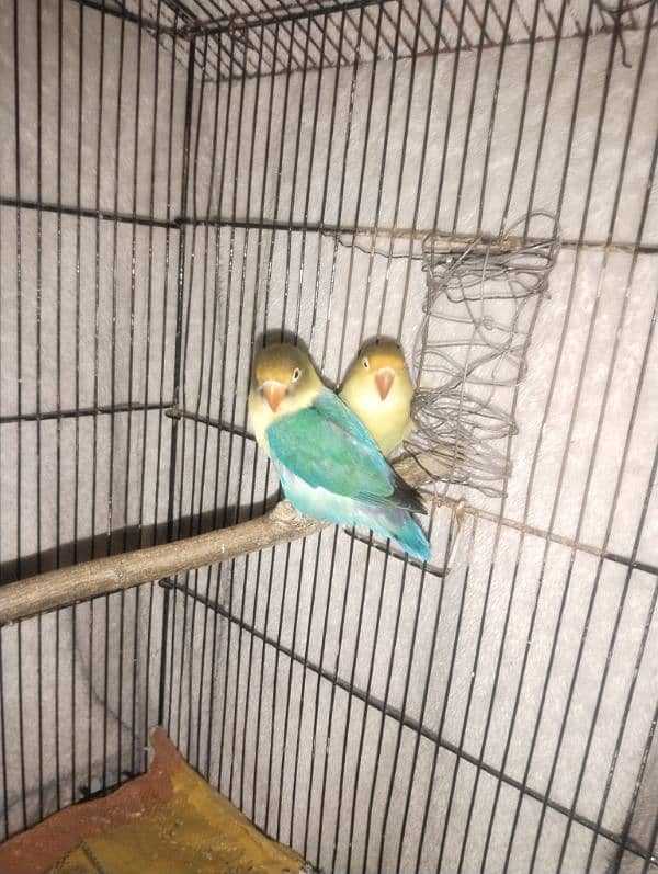 par blue love bird breeder pair for sale 4