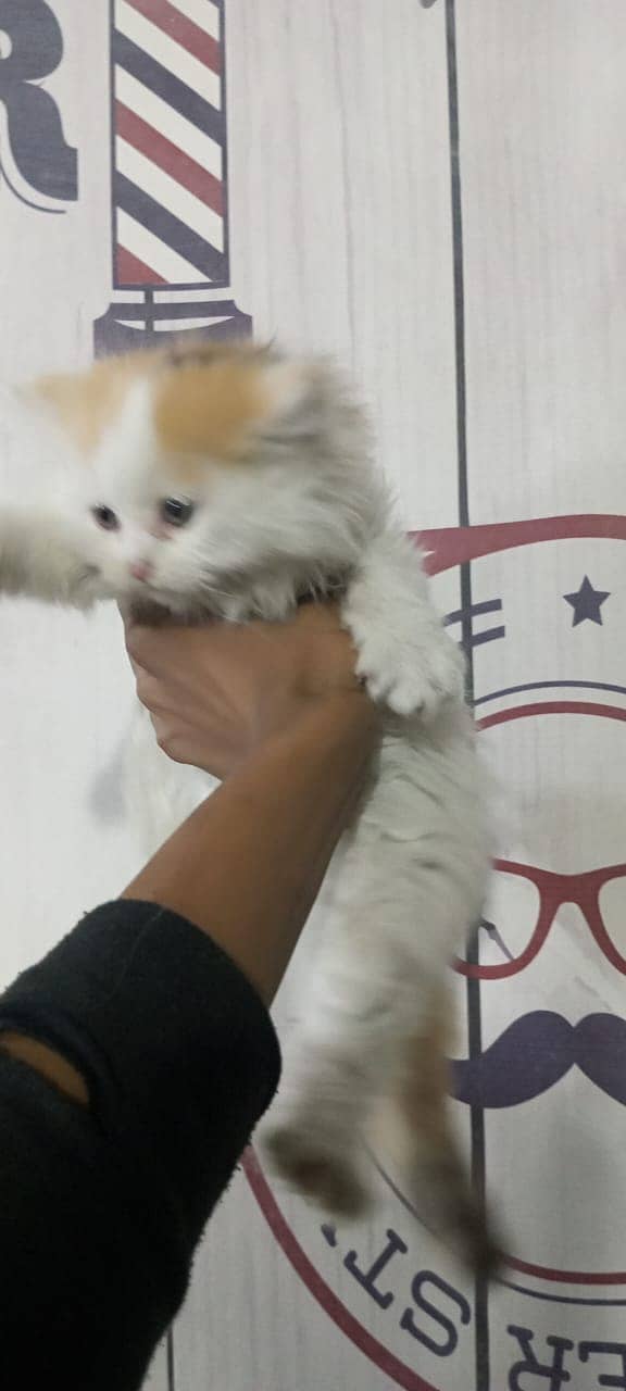 kitten for sale 1