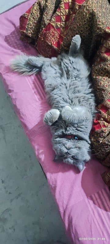 Egyptian Mau male kitten And Blue Persian male triple coat 03007786089 3