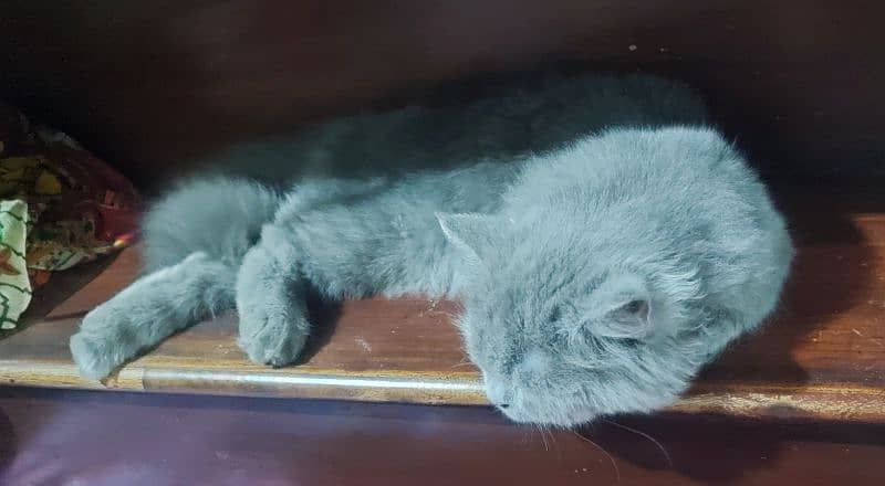 Egyptian Mau male kitten And Blue Persian male triple coat 03007786089 6