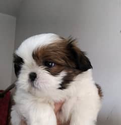 Shih Tzu contact WhatsApp +966547031479