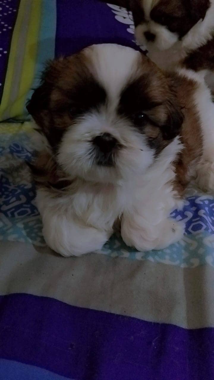 Shih Tzu contact WhatsApp +966547031479 1